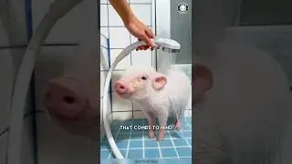 Pot-bellied Pig 🐷 Unconventional Family Pet!