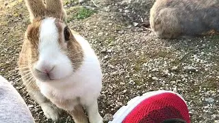 Rabbit: 