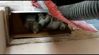 Adorable Sleeping Kittens in the box✨️ l Mom is not at home | बिल्ली के बच्चे घर में सो रहे हैं ।