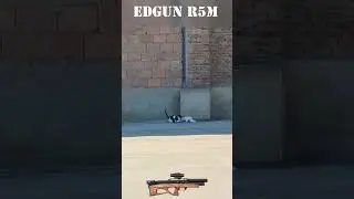Cat Snatches Pigeon after Head Shot #hunting #cat #pestcontrol