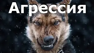 Dog Aggression Toward Its Owners