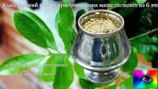 Чай Мате уникальные целебные свойства рецепты приготовления