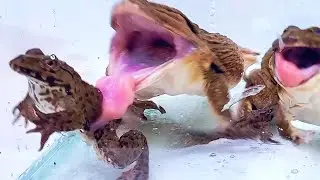 Giant Asian Bullfrog Eats Big Bullfrog! Mr Frog Live Feeding