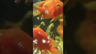 🐠 SubhanaAllah 😻🫶 #shorts