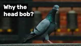Why do pigeons bob their heads?