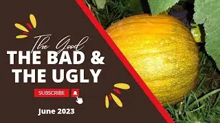 The Good, The Bad & The Ugly - Garden Tour - June 2023 #garden #gardentour #homesteading