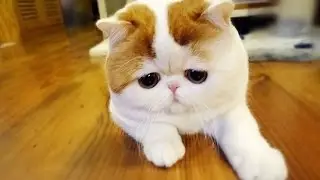 Няшные котейки! Умиление!