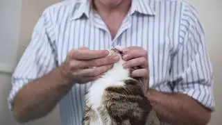 Half-Life Cat