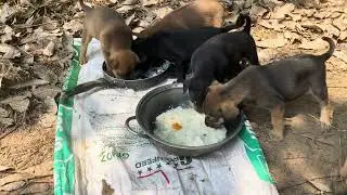 The puppies are so cute while eating.