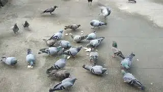 Birds watch