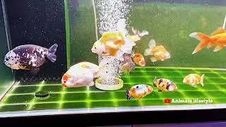 Ranchu Goldfish 🐠🐟goldfish🙂Beautiful Ranchu 😳😳#Goldfish 🐠🐠