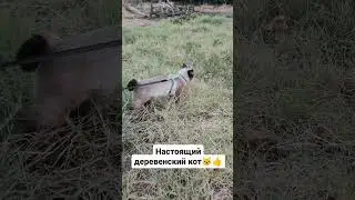 Настоящий деревенский кот 👍 #юмор #путешествие #животные #кот