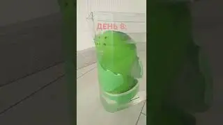 Яйцо в воде уже 8 день пребывания #дет #сирийскийхомяк #musicgenre #меме #кондитер #сирийскиехомяки