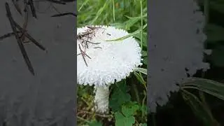 Грибное лето 
