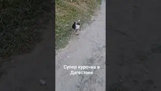 пушистая курочка в Дагестане