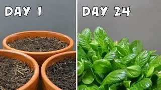 Rapidly Growing Lettuce from Seeds | 24-Day Timelapse