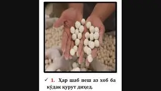 Аз кирми меъда (гиҷҷа) чӣ хел халос мешавем?