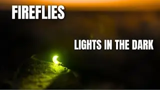 Dancing Lights in the dark: Fireflies