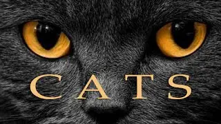 Cats