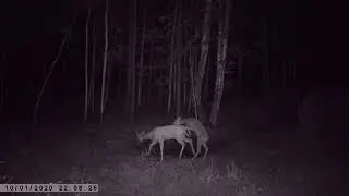 ЗАЙЦЫ ВЫГНАЛИ КОСУЛЮ ДВА ИНЗАГАНА И САМКА КОСУЛИ