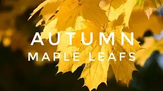 || Autumn❤️ || Maple leaves🍁 || Cool cinematics || Nocopywrite ||