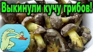 Насобирали грибов и выкинули! Учимся на ошибках!