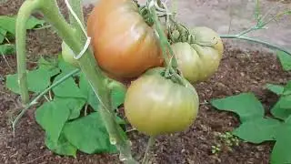 Обзор лучших сортов томатов 2022 года! (Часть 1)