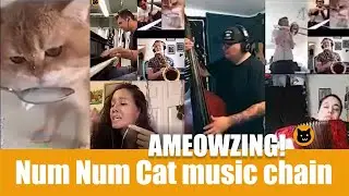Num Num Cat music chain | meeowTV