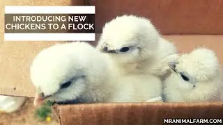 Introducing New Chickens To A Flock