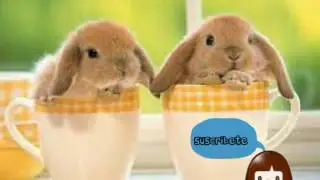 🐇🐰imagenes de conejos🐰🐇