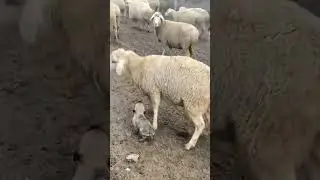 Adorable Puppy Herds Sheep on Dirt Road#viral #reels#video#shorts#trending#sheeps#herd