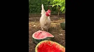 Angry Chicken
