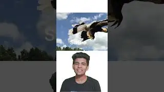 About hornbill and it's habitat | saa gk | #shorts #trending