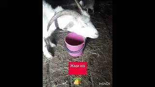 Будни Катерины. Чаепитие😅