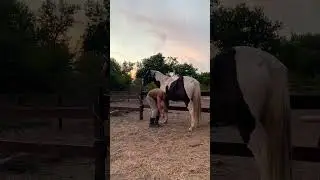 Вайб вечерней расчистки копыт