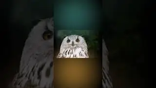 Have you ever seen owl in real life?#youtubeshorts #shorts #nature