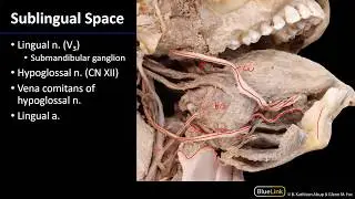 Oral Cavity - Oral Cavity and Sublingual Space