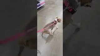 willow at walmart