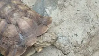 A Day In the Life At @thebronxzoo6733   Filmed and Edited by ( Terrell Swindell )