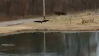 How ducks protect themselves from predators