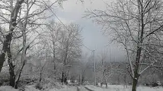 kar ve ağaçlar Gölcük