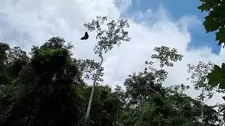 Morpho cisseis Rio Broncini