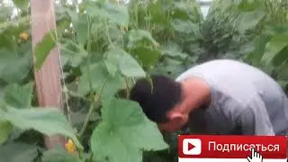 Teplitsa# bodirng_ 6 qismi#