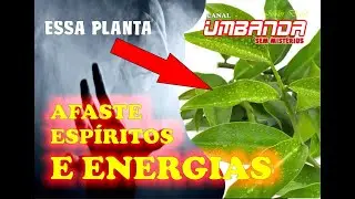 ESSA PLANTA AFASTA ESPÍRITOS E ENERGIAS PESADAS #ensinamentos #energia #umbanda #orações