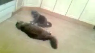 коты убийцы