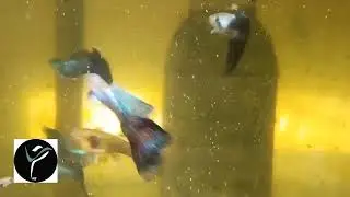 Lazulis importados
