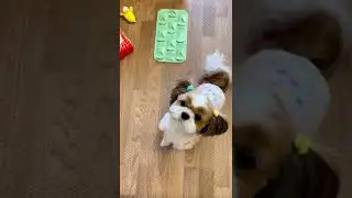 Cute and Funny Shih Tzu Dog 😂🐶