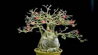 Adenium