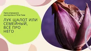 759. Лук шалот или семейный и все его секреты.