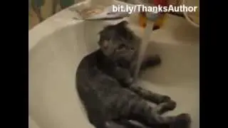 Подборка мокрых кошек =)